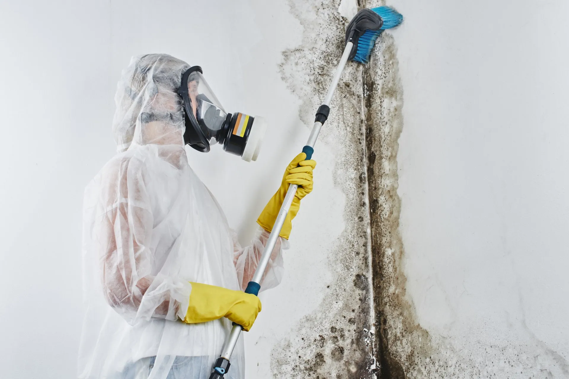 Mold Remediation and Wood Repair